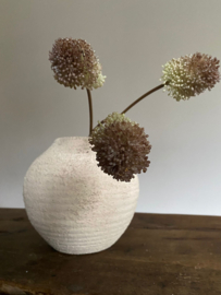 Alium Groen met Aubergine 60 cm