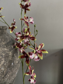 Dancing Orchid