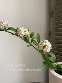 Viburnum 85 cm wit