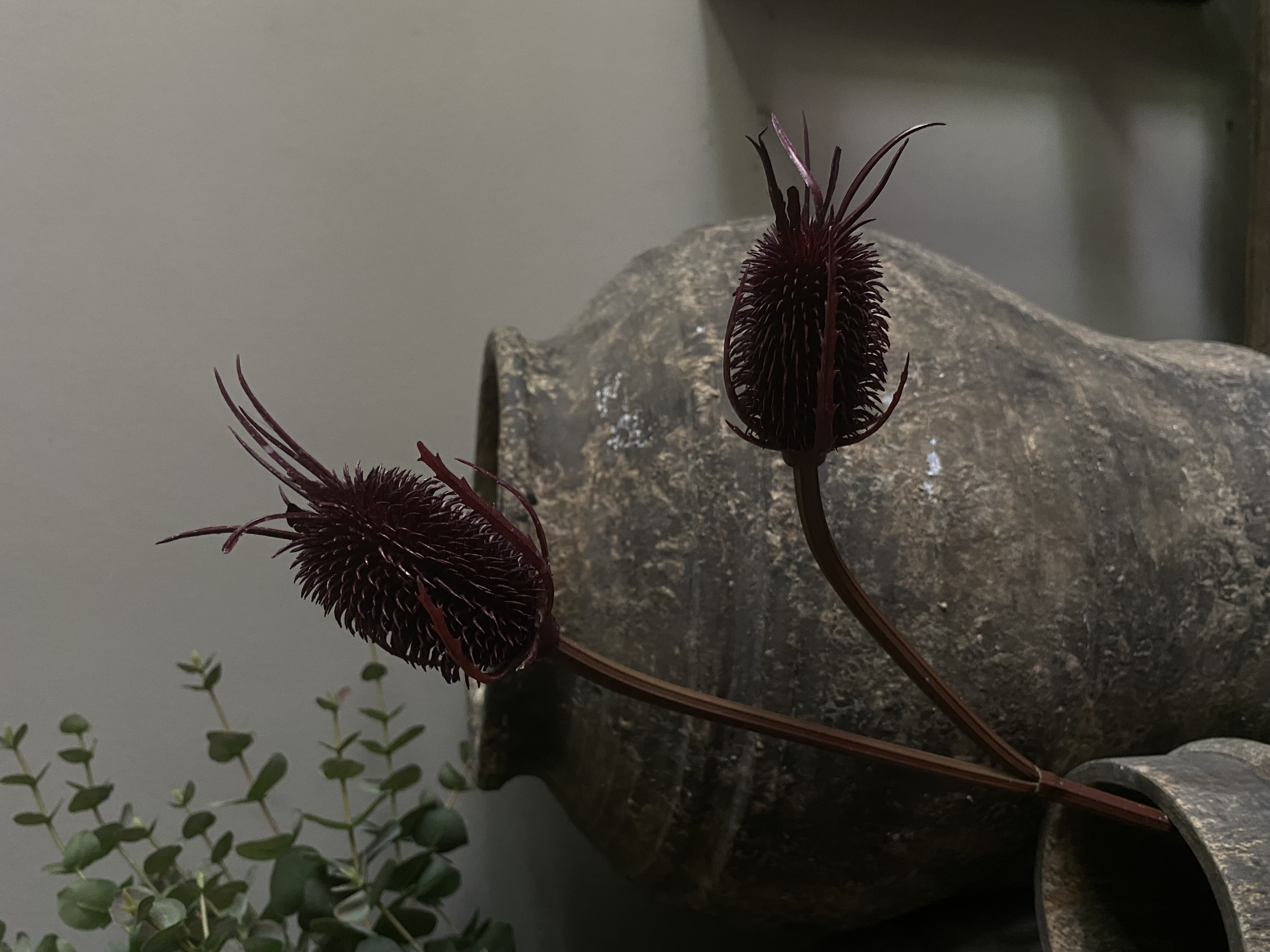 Kaardebol Burgundy 80 cm 2 knop