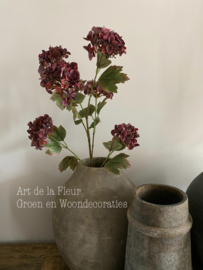 Hortensia Burgundy 95 cm
