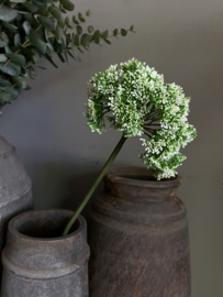 Anise wit 69 cm