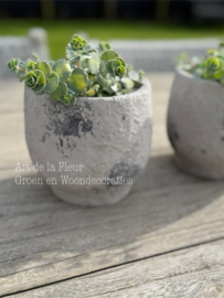 Grijze pot met sedum plantje