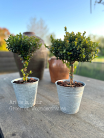 Zink | Mirthe boompje incl zinken pot en houtsnippers