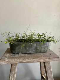 Tuin en Terras planten 