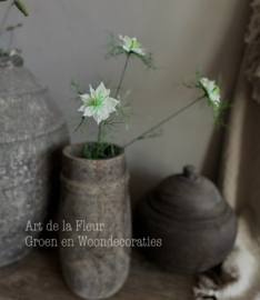 Nigella  drie bloemen op een steel