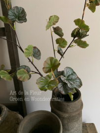 Geranium blad 120 cmprachtig gemêleerd