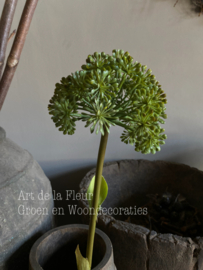 Allium Groen 68 cm