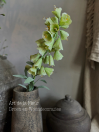 Green Fritillaria prijs per stuk