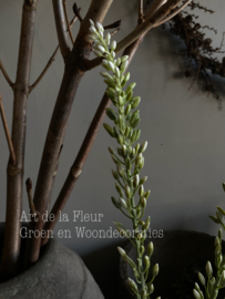Eremurus knop groen | wit 109 cm lange middelste bloem