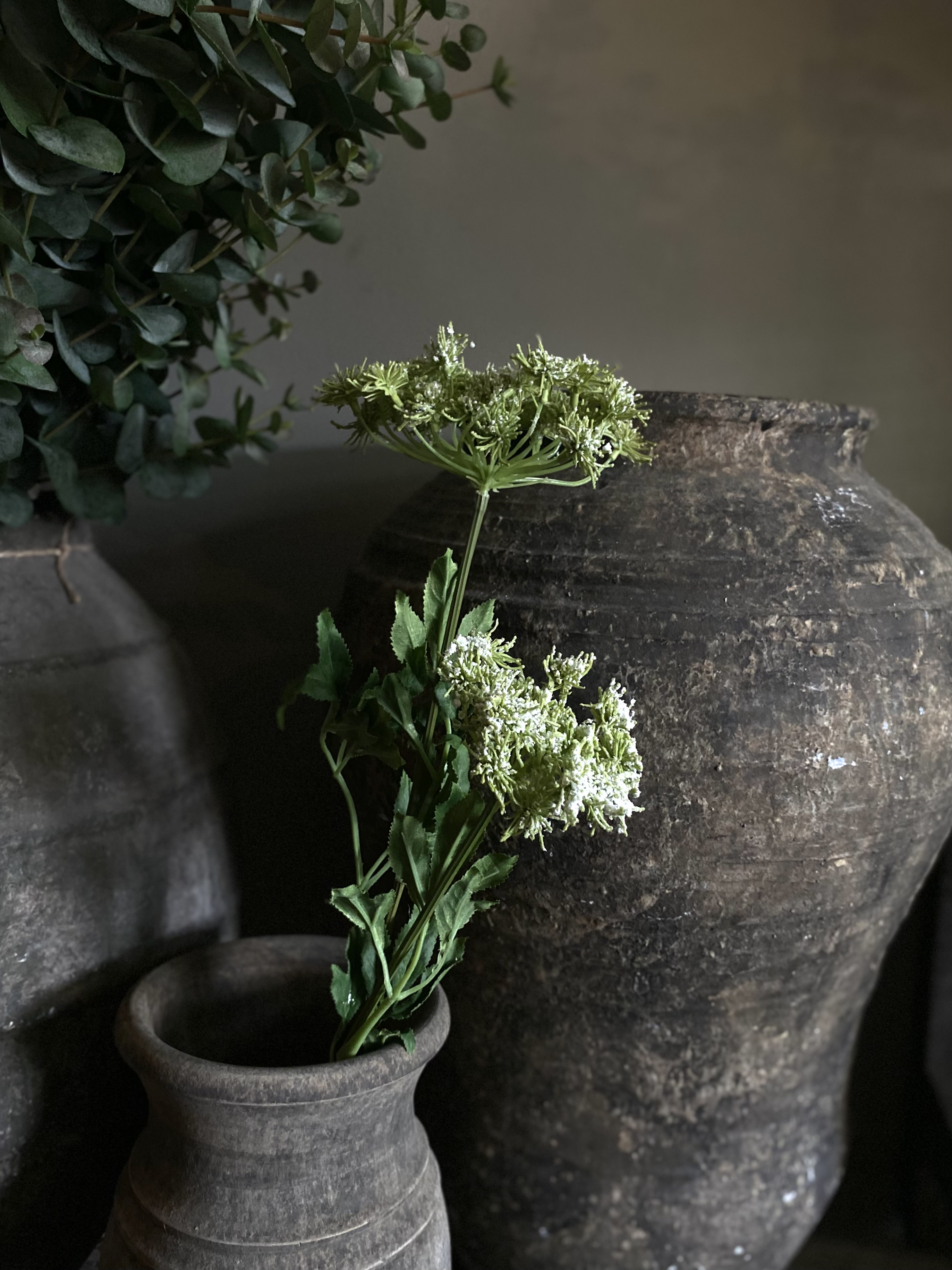 Queen Ann Lace twee bloemen