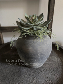 Steker |  Echeveria 18 cm