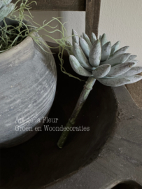 Steker | Succulent 18 x 11 cm per stuk