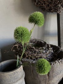 Dianthus Groen 60 cm 3 knop