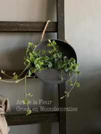 Muurplantenbak S 20 x 7 zink incl 1 Nepeta