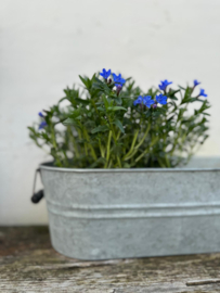Lithodora Koren Blauw