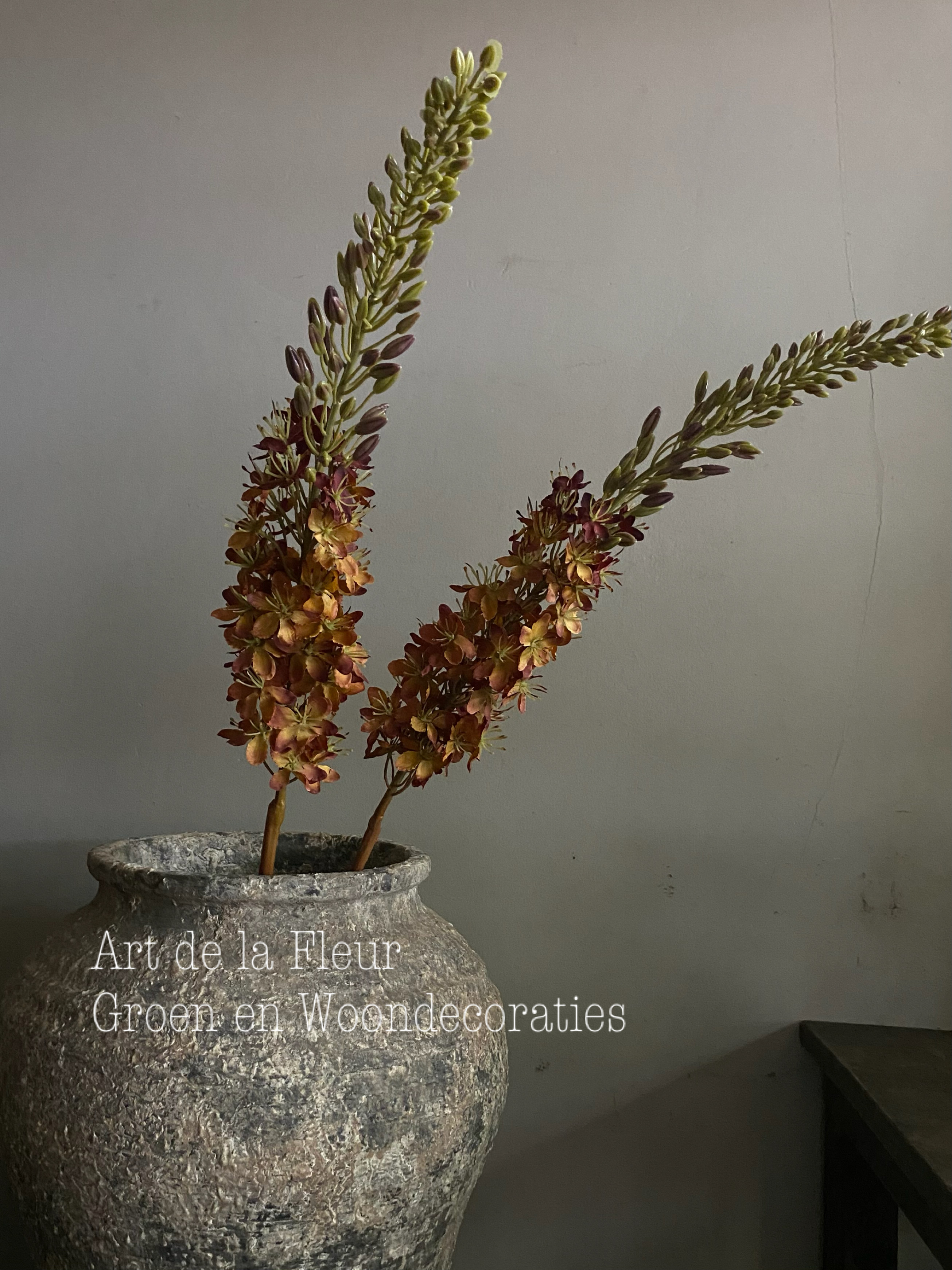 Eremurus Bruin 106 cm