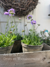 Scabiosa lila Potmaat 12 cm Excl buitenpot