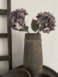 Hortensia Alletta 14 x 14 x 40 purper gemêleerd