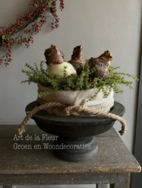 Taartje | Met bakkersdoek en 3 Amaryllis bollen 20 cm ( kunst Asparagus )
