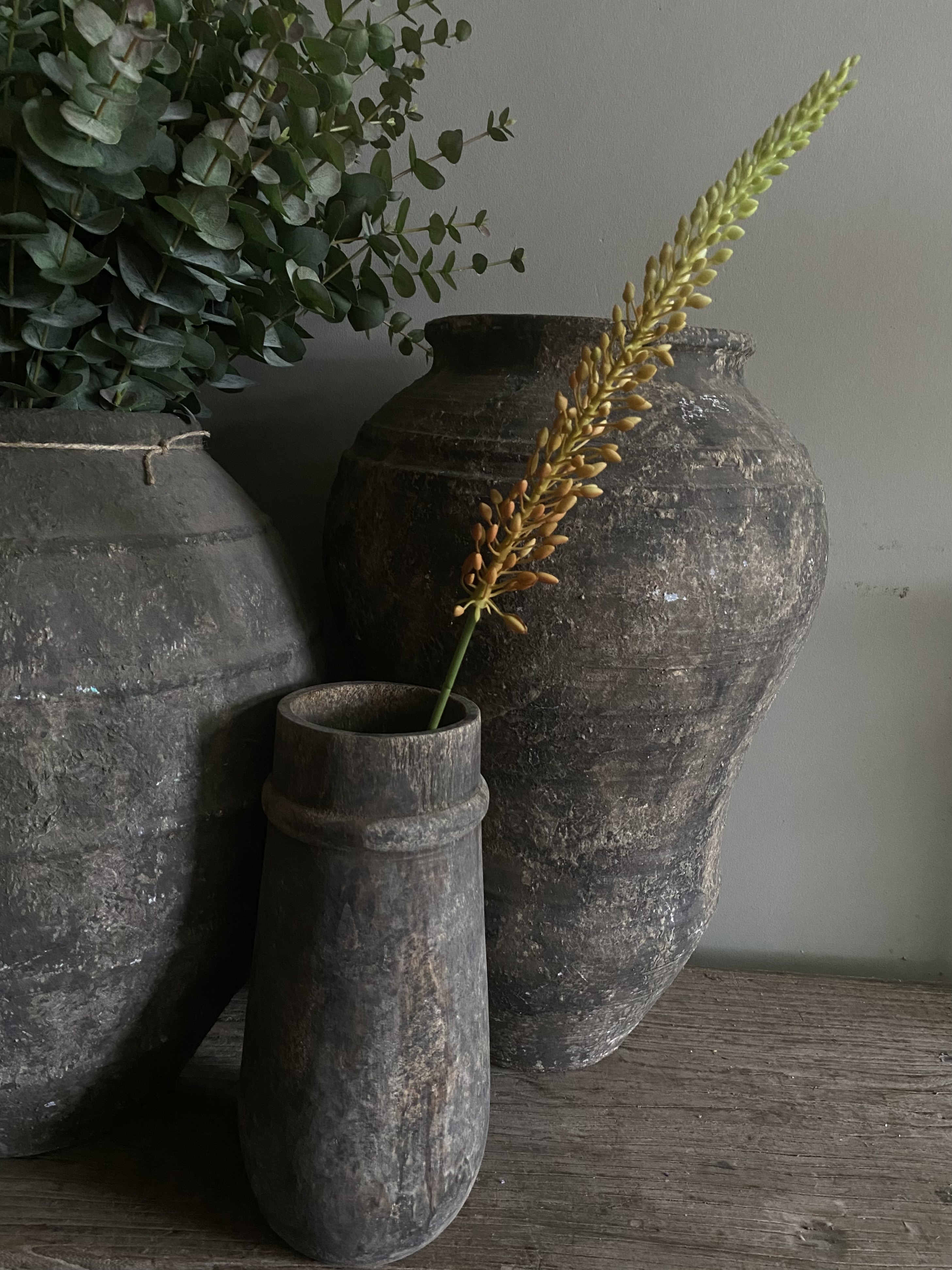 Eremurus Orange 75 cm