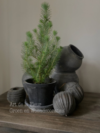 Sleetse buitenpot met schotel en echt Pinus boompje