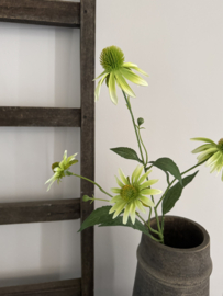 Echinacea | Wit Groen 72 cm bruin hart