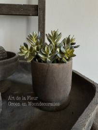 Steker | Sedum 13 cm