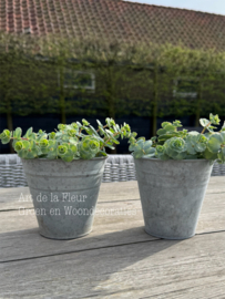 Sedum plantje sterk en mooie herfstverkleuring t.z.t.