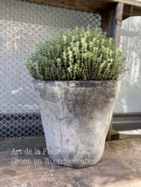 Thymus vulgaris geurend