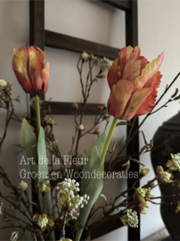 XL Papagaai Tulp Orange  Nieuw