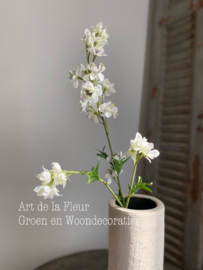 White / Purper Delphinium Wild 77 cm