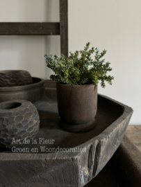 Steker | mini plant ( vetplant soortje ) 25 cm