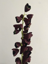 Fritillaria 96 cm Bordeaux