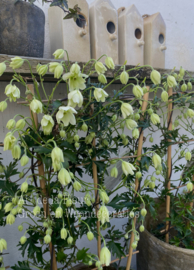 Clematis Avalanche 70 cm op rek