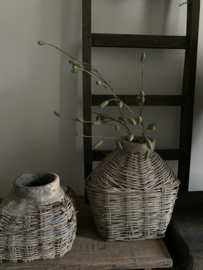 Groene Pimpernel 90 cm met 34 knopjes