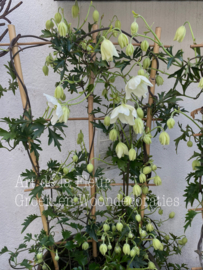 Clematis Avalanche 70 cm op rek