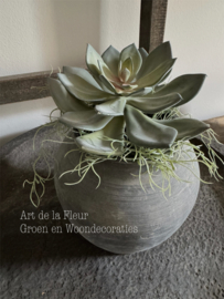 Steker |  Echeveria 18 cm