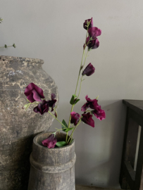 Sweetpea Bordeaux | Fuchsia 82 cm