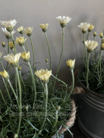 Marokkaanse Margriet pastel Geel | Wit potmaat 13 cm