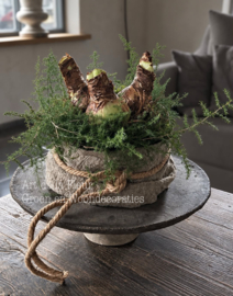 Taartje | Met shabby doek en 3 Amaryllis bollen 15 cm