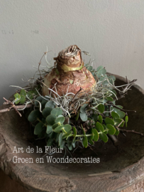 Amaryllisbol M opgemaakt met Bonsai , Tillantia en Eucalyptus
