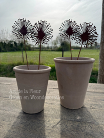 Roest tuinsteker Allium 38 cm