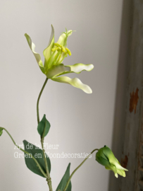 Gloriosa Wit | Limoen 82 cm