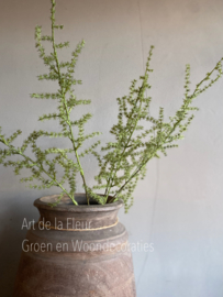Wilde Asparagus 73 cm Kunst 3 vertakkingen groen