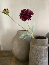 Dahlia Hillcrest Bordeaux 69 cm