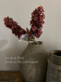Hortensia Burgundy pluim 67 cm