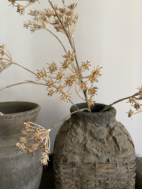 Fluitenkruid 13 bloemen  beige 90 cm