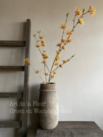 Hamamelis 121 cm