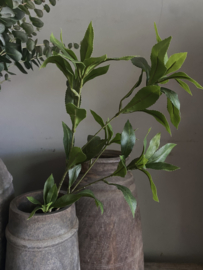 Japonica 60 cm
